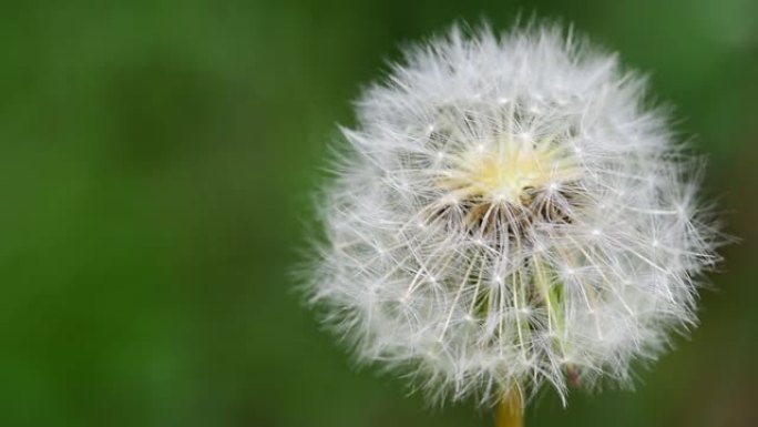 蒲公英普通蒲公英种子头开花后等待风吹散新生命特写选择性聚焦