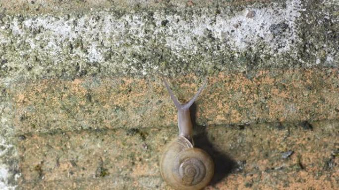 蜗牛爬墙