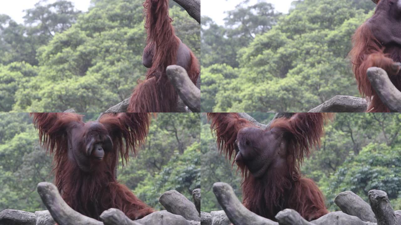 婆罗洲猩猩Pongo pygmaeus爬到树顶