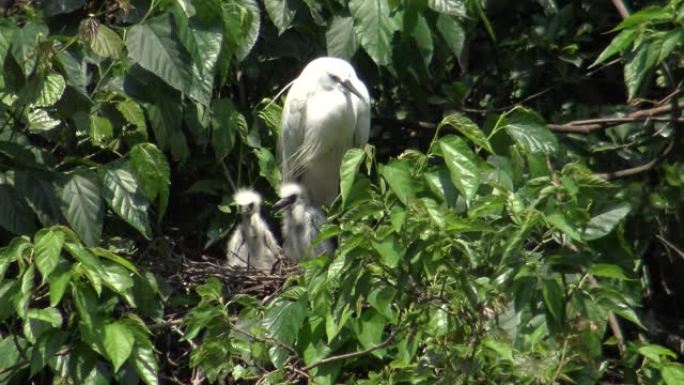 白鹭在树上照顾鸟巢和雏鸟