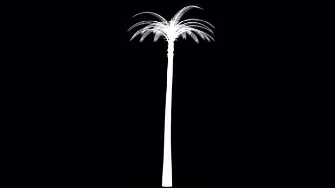 棕榈树的轮廓旋转