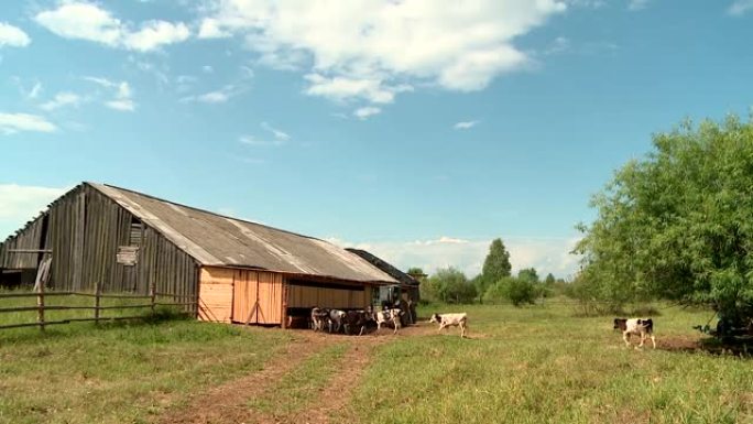 夏季，俄罗斯的奶业和农业奶牛在草地上吃干草
