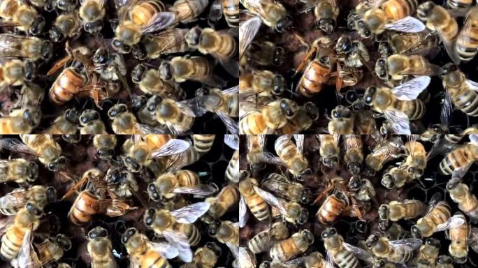 一群蜜蜂看着蜂王打架