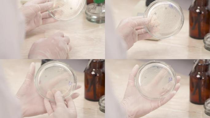 医学技术人员的特写镜头在微生物实验室中手持培养皿的乳胶手套。医学研究概念。检验人类生物样本