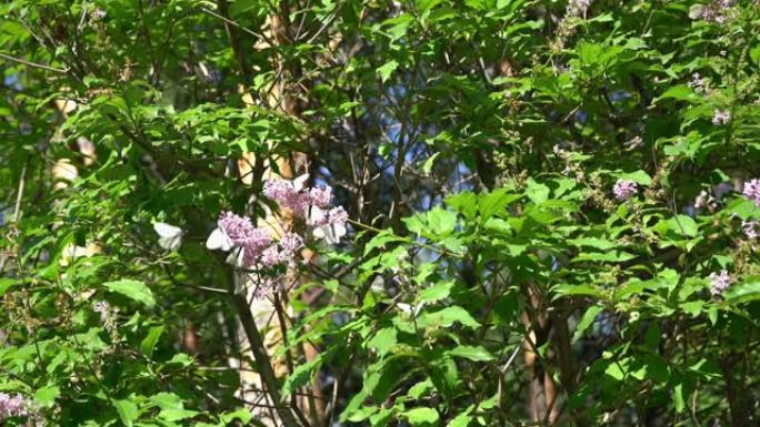 丁香的树枝和花朵上有许多白色的蝴蝶。