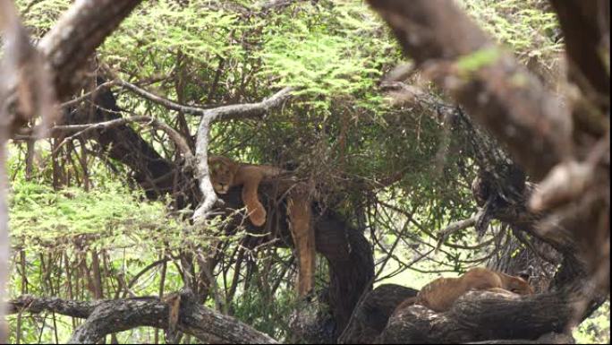在manyara湖的一棵树上拍摄了两只狮子
