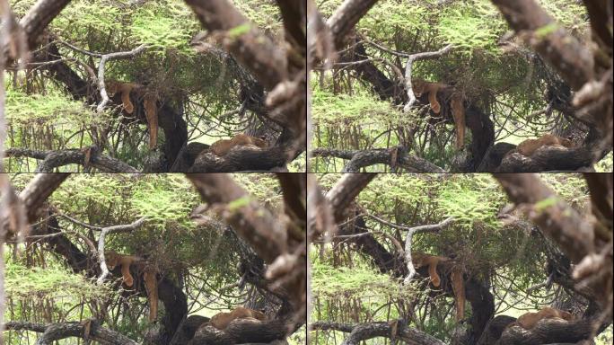 在manyara湖的一棵树上拍摄了两只狮子