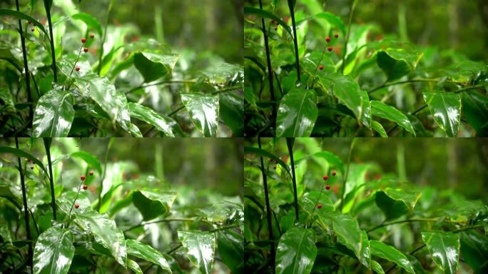 展示偏光滤光片对湿叶的影响