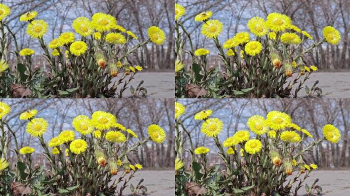 石质地板上鲜黄色的鹅掌花tussilago farfara。春花群与城市交通背景。镇上的春天