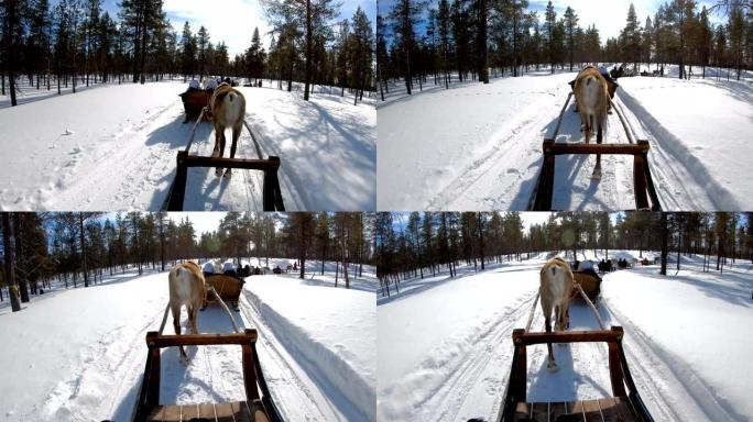 4k慢动作: 假日活动。挪威的家庭驯鹿雪橇骑行
