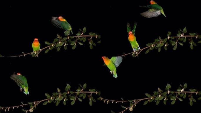 菲舍尔的爱情鸟，agapornis fischeri，一对站在树枝上，起飞，飞行中，慢动作4K