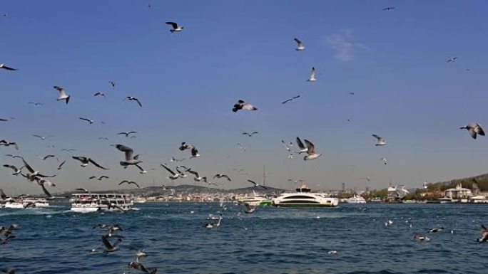 伊斯坦布尔市和海鸥的慢动作视图。