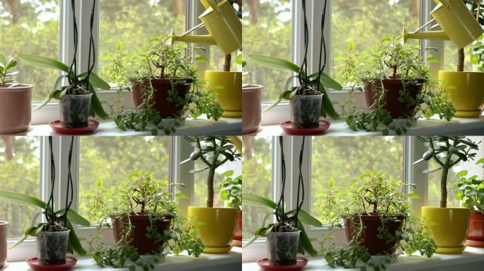 用水可以在窗台上浇水室内植物