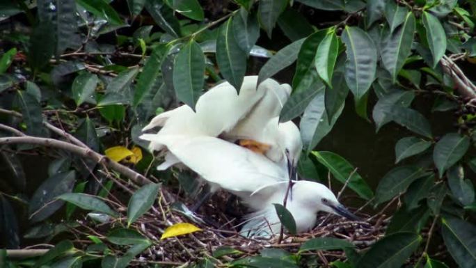 白鹭正在巢中与树上的蛋配对