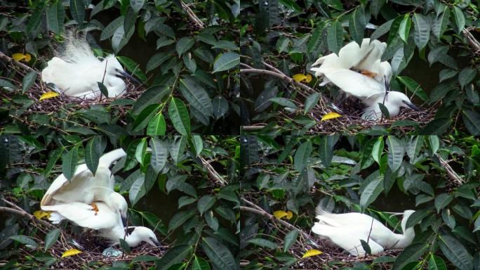 白鹭正在巢中与树上的蛋配对
