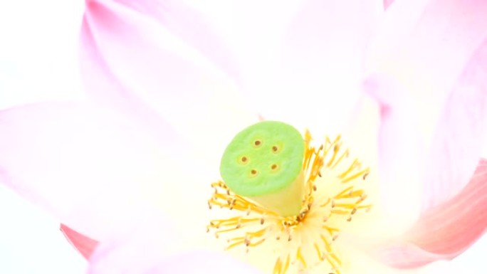 浅粉色莲花在柔和的色彩风格为植物，水疗，放松，开花概念背景
