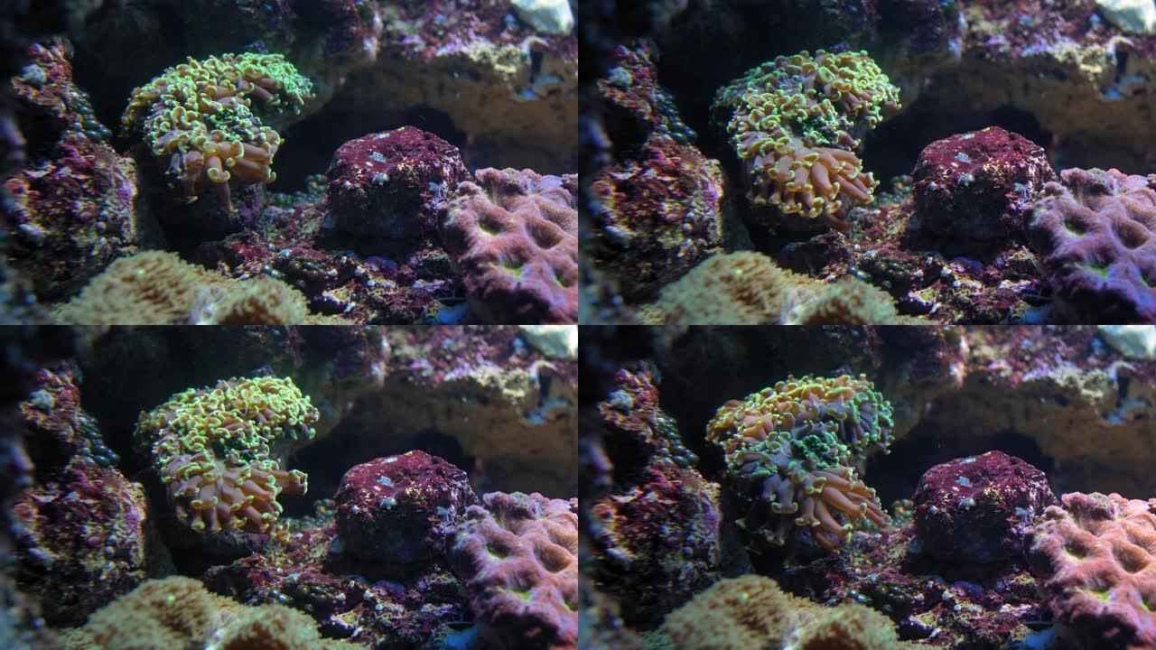 浅水珊瑚礁上的彩色珊瑚息肉特写