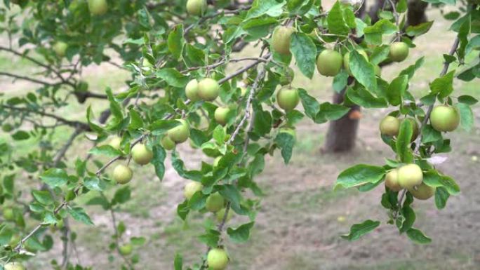 公园里绿叶树上的野酸青苹果