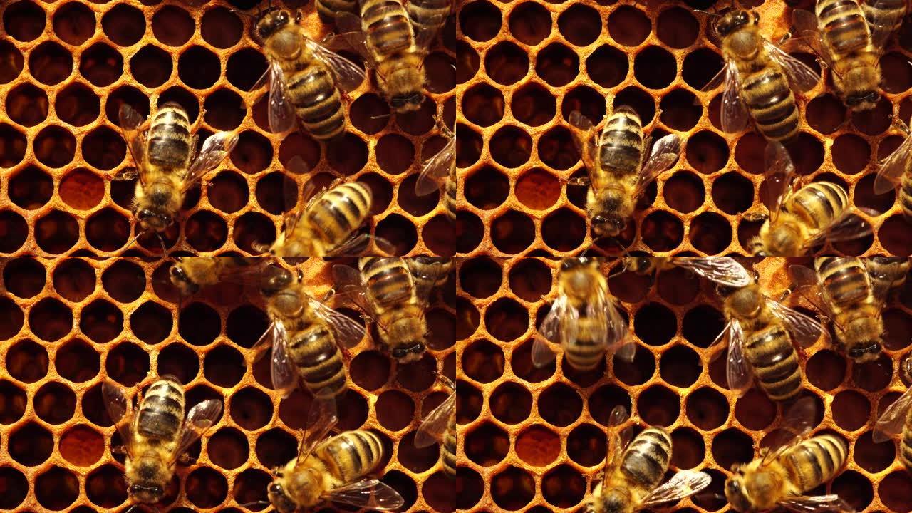 蜜蜂育雏、卵、幼虫和蛹