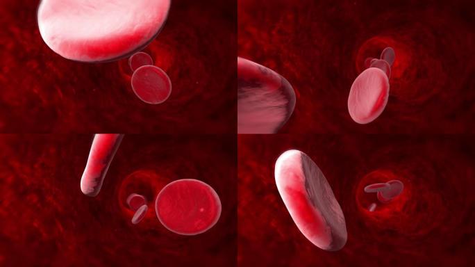 血细胞 (静脉，动脉，毛细血管)。3D动画