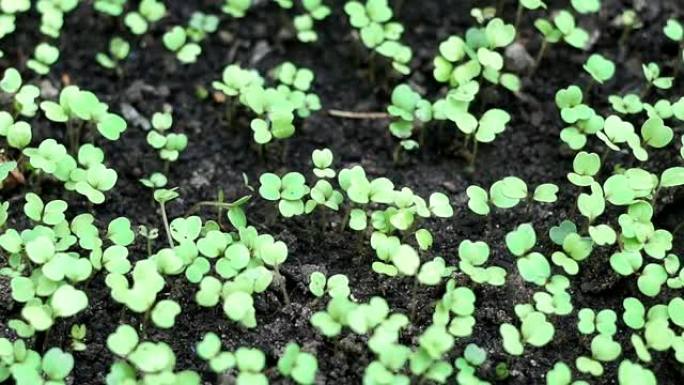 芝麻菜沙拉种植植物的第一批芽
