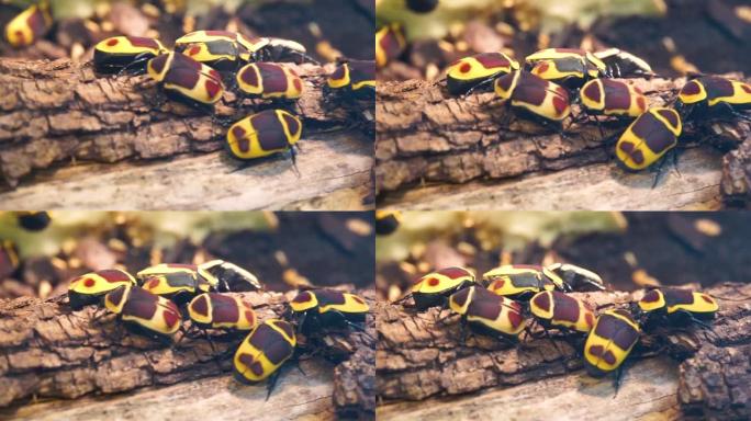 一组太阳甲虫在树枝上的宏观特写，来自非洲的热带金龟子甲虫