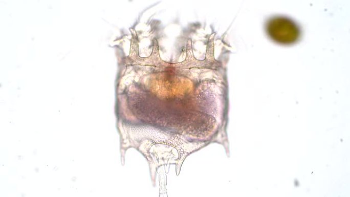 轮虫是轮虫门的微观水生动物。轮虫可以在许多淡水环境和潮湿的土壤中找到。