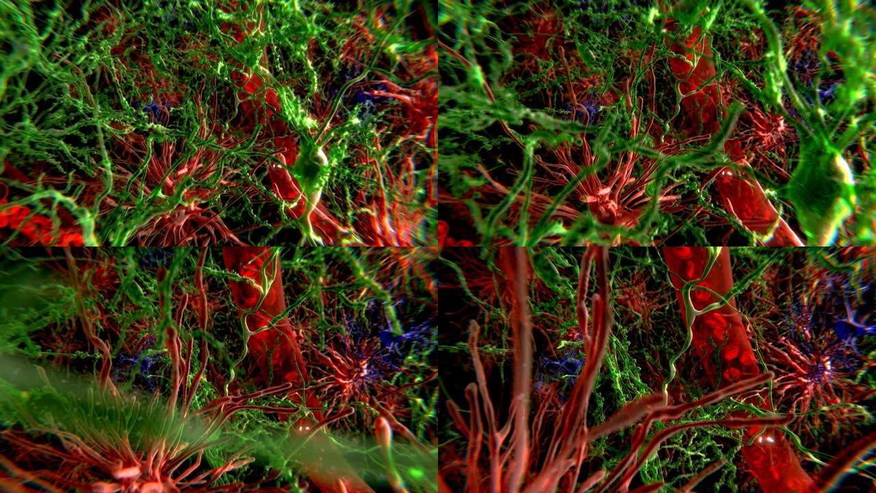 脑细胞、神经元、星形胶质细胞和小胶质细胞