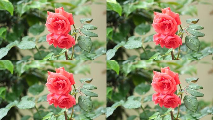 美丽的红玫瑰在风雨中，4k电影，慢镜头。