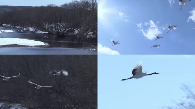 鹤起飞盘旋的视频素材