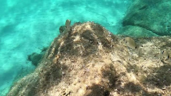 一些地中海小鱼在水下慢动作的镜头，它们在透明的蓝水岩石上吃海洋植被