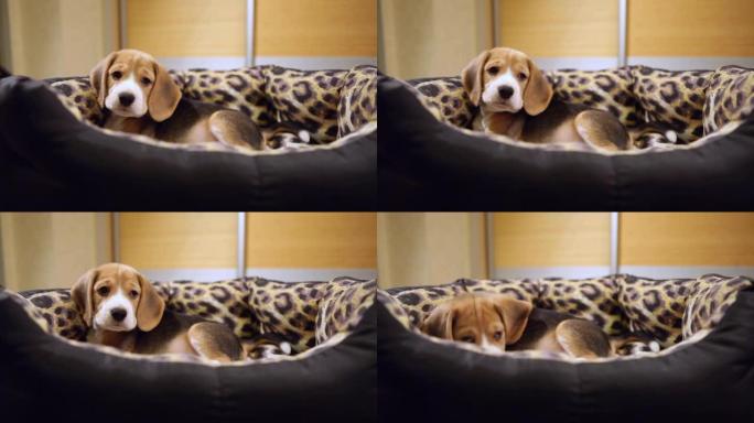 沙发床里可爱的小猎犬