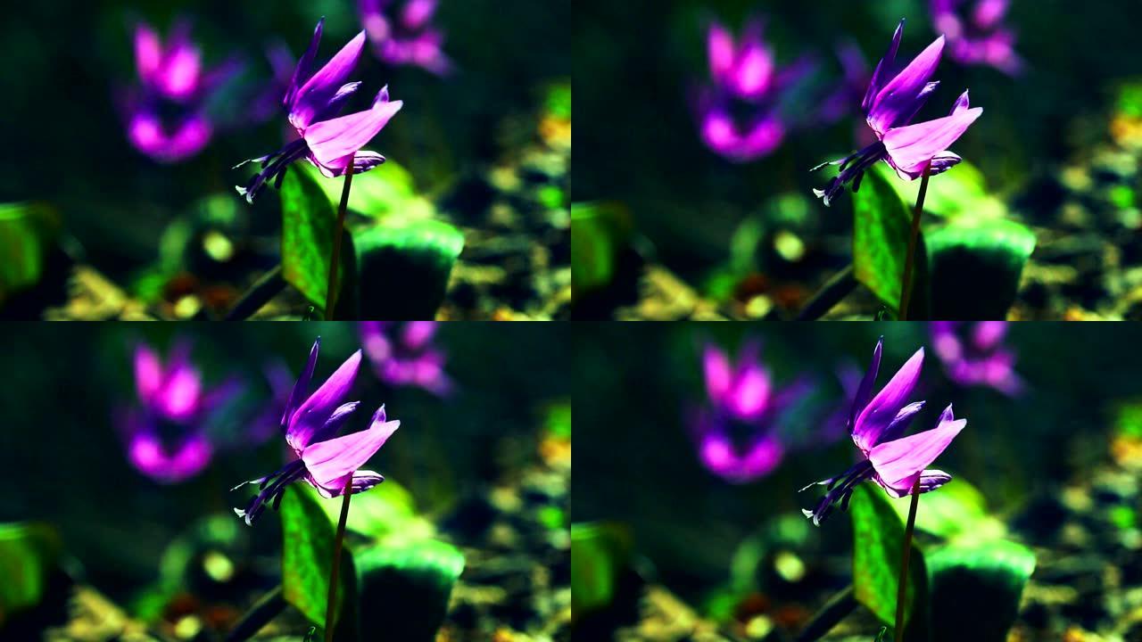 日本狗牙紫罗兰花