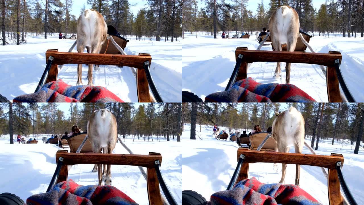 4k慢动作: 假日活动。芬兰罗瓦涅米的家庭驯鹿雪橇骑行