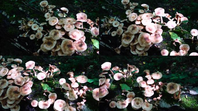 蜜环菌。在森林里拍摄蘑菇。