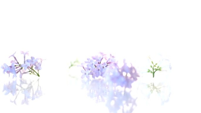 春天盛开的淡紫色花束孤立在白色上
