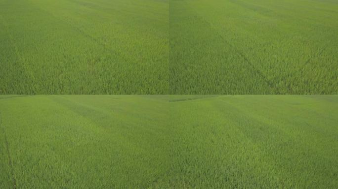 空中无人机镜头视图: 在日落柔和的光线下在稻田上进行柔和的飞行。马洲，越南，亚洲