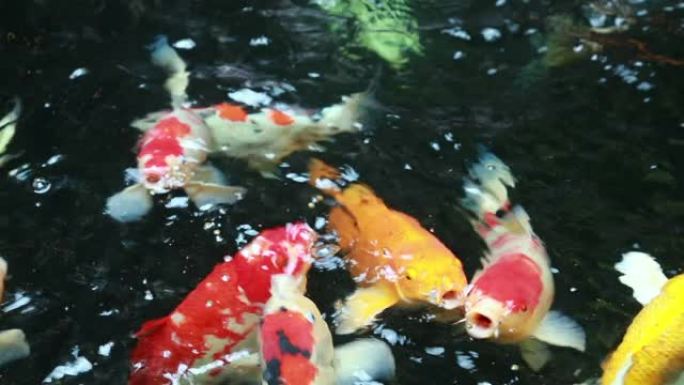 彩色垃圾鱼在黑暗的池塘里游泳