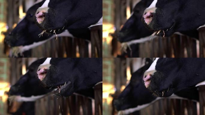 农场奶牛饲养过程的慢动作。家畜吃干草