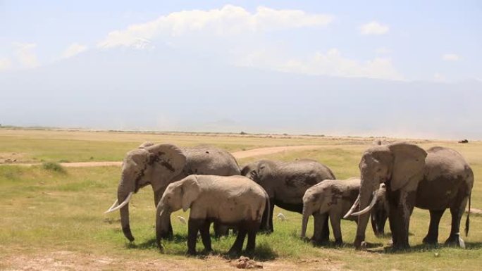 在安博塞利国家公园，乞力马扎罗和非洲象与小牛在沼泽中