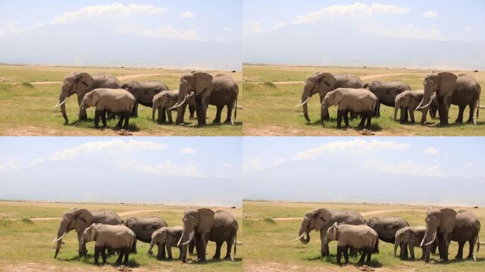 在安博塞利国家公园，乞力马扎罗和非洲象与小牛在沼泽中