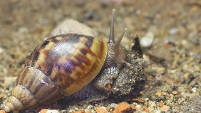 巨型非洲蜗牛进食