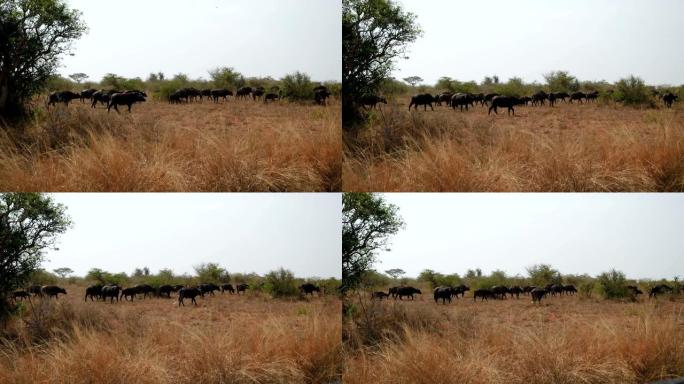 在干旱季节到池塘的时候，一大群水牛在阳光下焦灼的大草原上行走