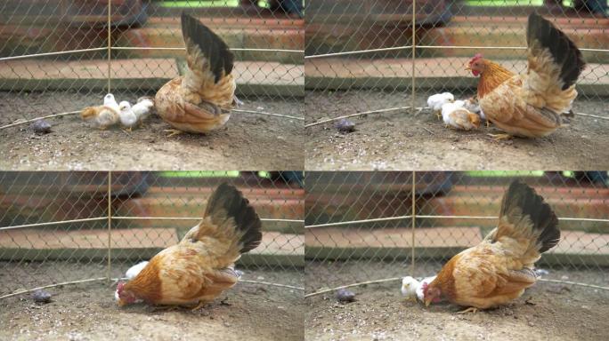 小鸡在母鸡周围吃饭。