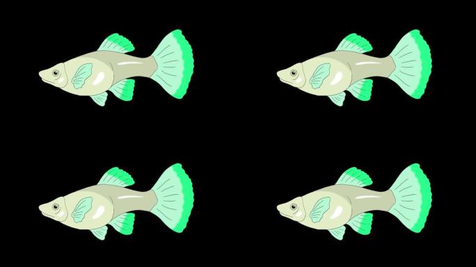 大绿孔雀鱼水族馆鱼阿尔法哑光环形