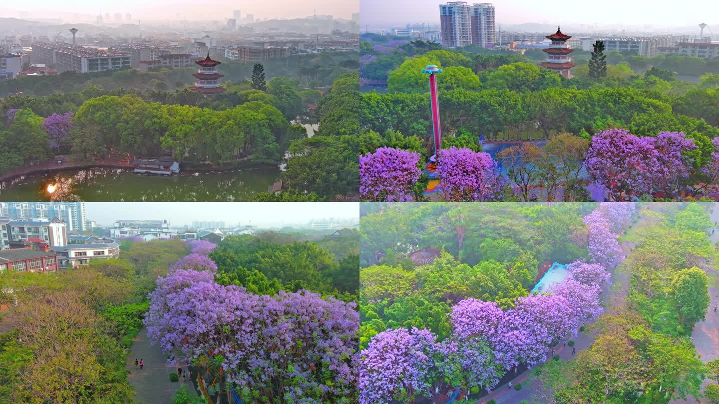 蓝花楹 泸江公园 开远地标 打卡地 绿美