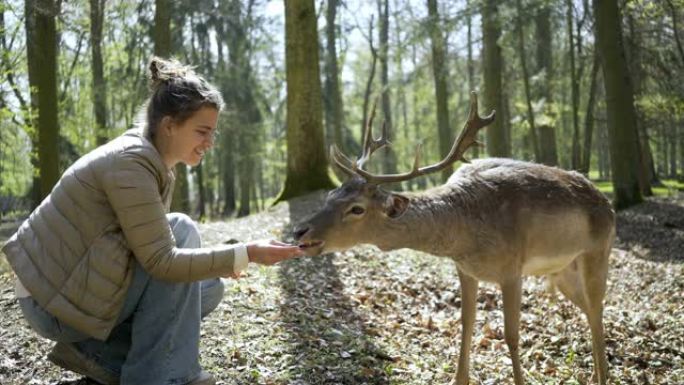 女人在春天的森林里用手喂养鹿