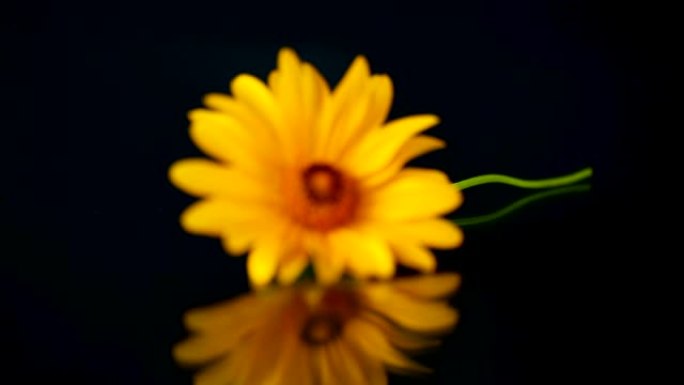黄色夏季盛开的雏菊花孤立在黑色上