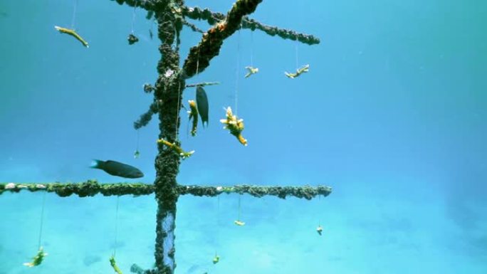 水下人工鱼礁种植移植珊瑚