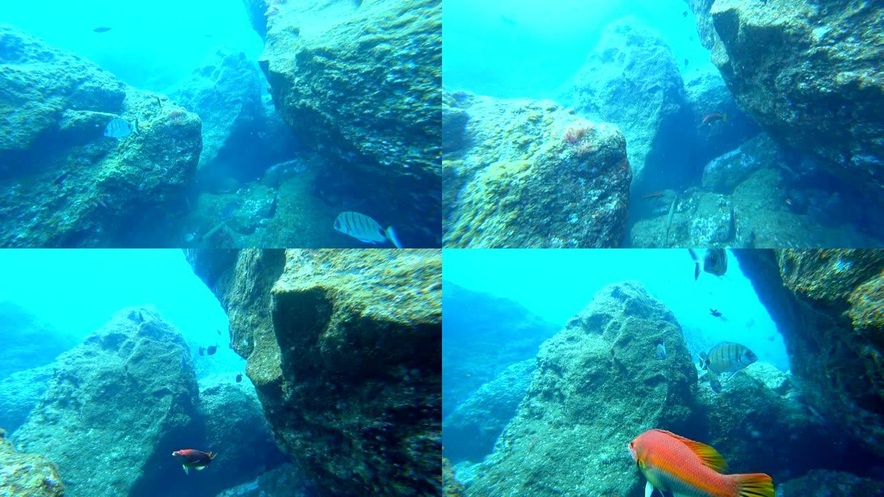 摩洛哥白鲷学校和一条红色猪鱼在马德拉岛海岸的礁石上水下游泳